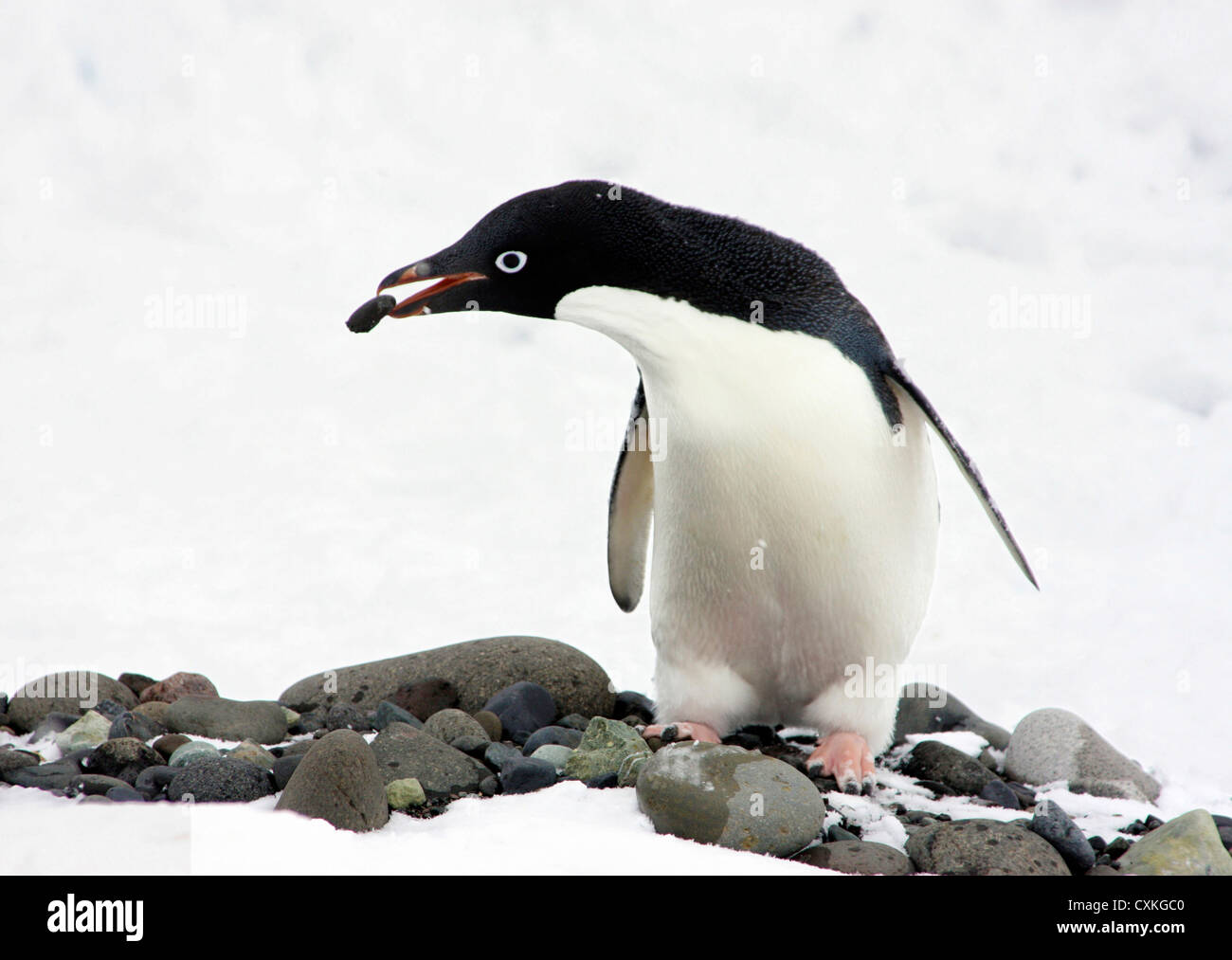 Ein Adelie Penguin (Pygoscelis Adeliae) Paulet Island, antarktische Halbinsel, bauen eine Nest im Schnee. Stockfoto