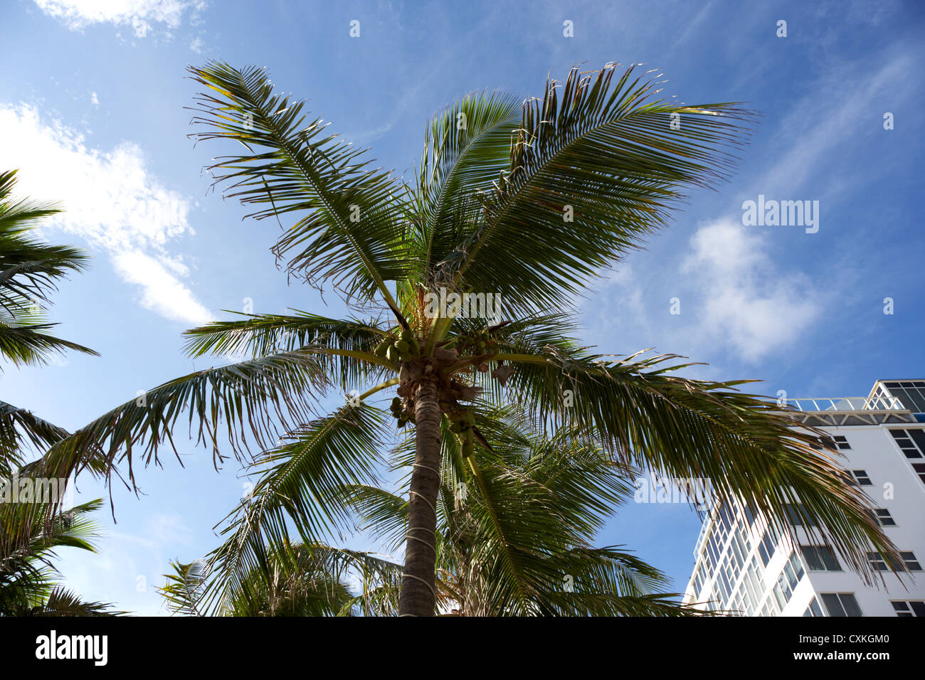 Kokospalme neben Hotel Gebäude Fort Lauderdale Beach Florida Vereinigte Staaten Stockfoto