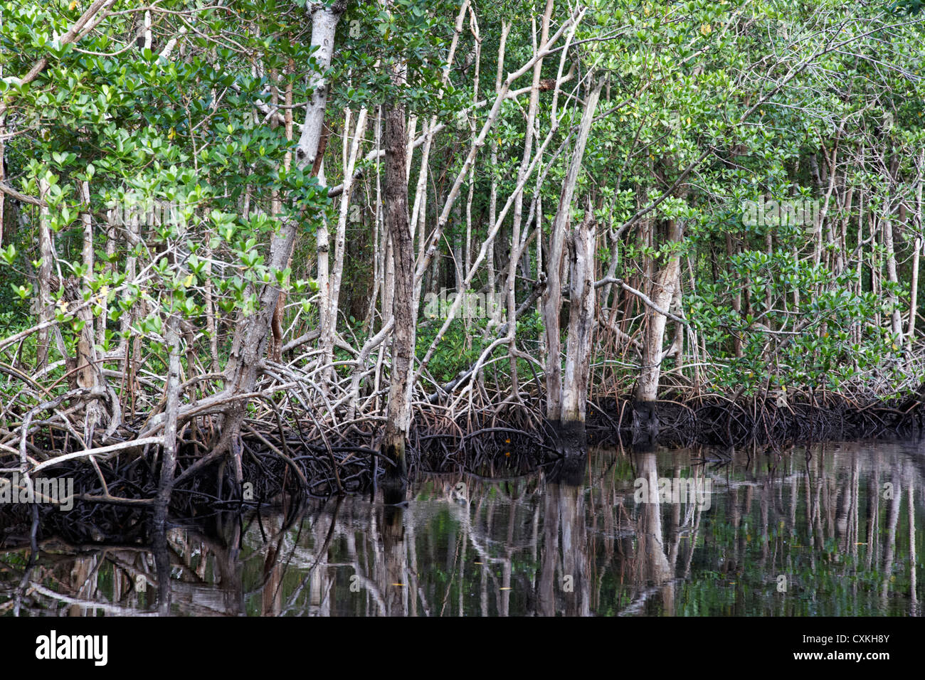 Mangrovenwald in den Usa Florida everglades Stockfoto