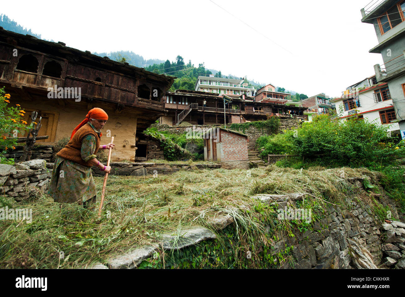 Indien, Himachal Pradesh, Manali, alte Frau, die mit Heu Stockfoto