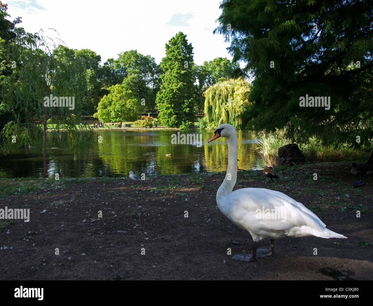 Weißer Schwan im St. James Park in der Nähe von See, City of Westminster, London, England, Vereinigtes Königreich Stockfoto