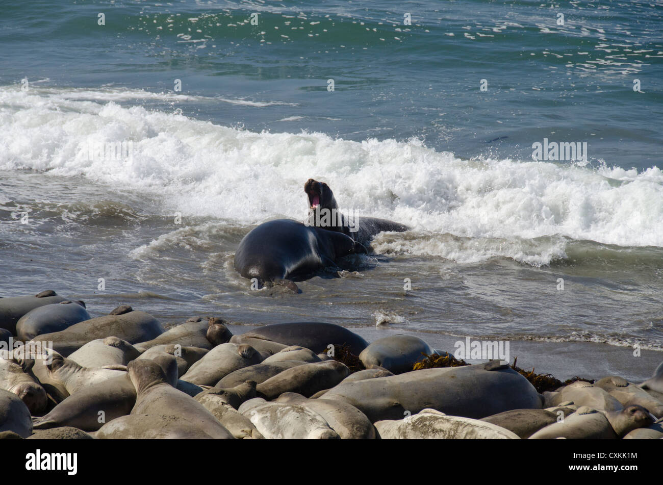 Kalifornien, Pacific Coast, Cambria, Piedras Blancas Strand. Nördlichen See-Elefanten (WILD: Mirounga Angustirostris) Kolonie. Stockfoto