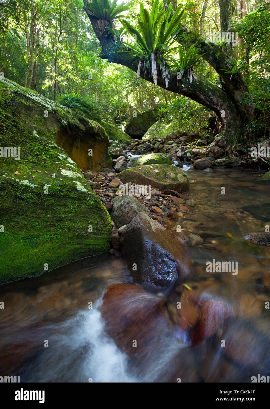 Fließender Strom in üppigen subtropischen Regenwald, Minnamurra Rainforest, Budderroo National Park, NSW, Australien Stockfoto