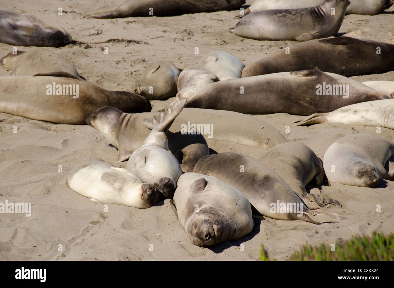 Kalifornien, Pacific Coast, Cambria, Piedras Blancas Strand. Nördlichen See-Elefanten (WILD: Mirounga Angustirostris) Kolonie. Stockfoto