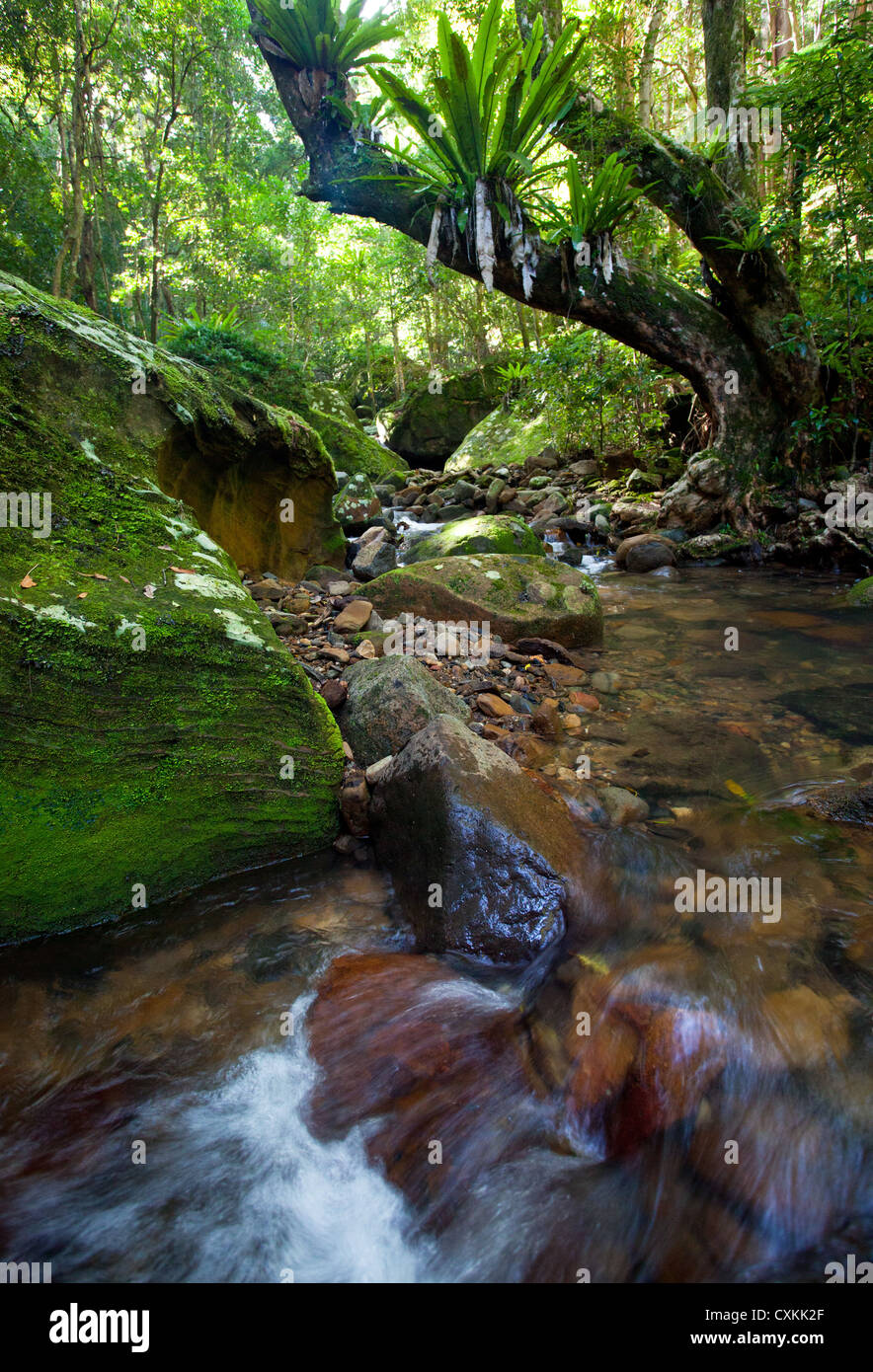 Fließender Strom in üppigen subtropischen Regenwald, Minnamurra Rainforest, Budderroo National Park, NSW, Australien Stockfoto