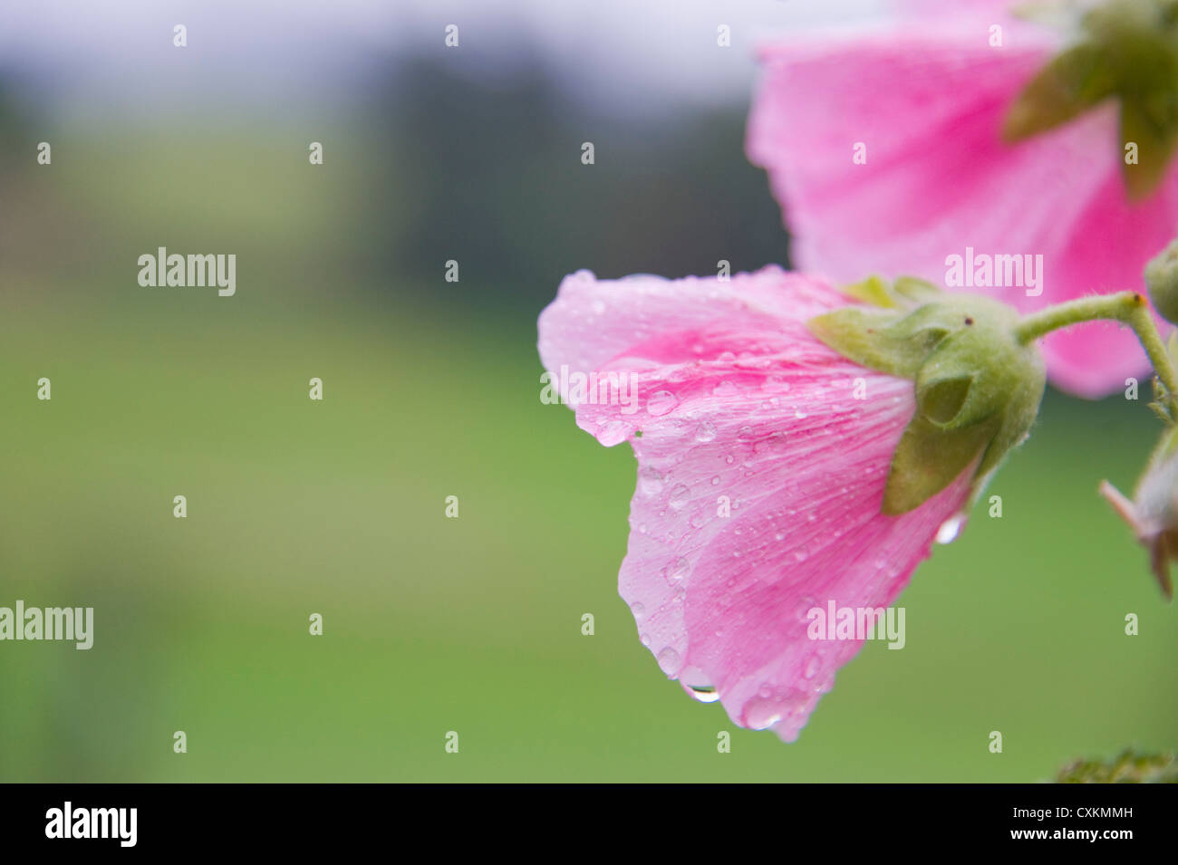 Nahaufnahme der Rose von Sharon, Freiburg, Baden-Württemberg, Deutschland Stockfoto