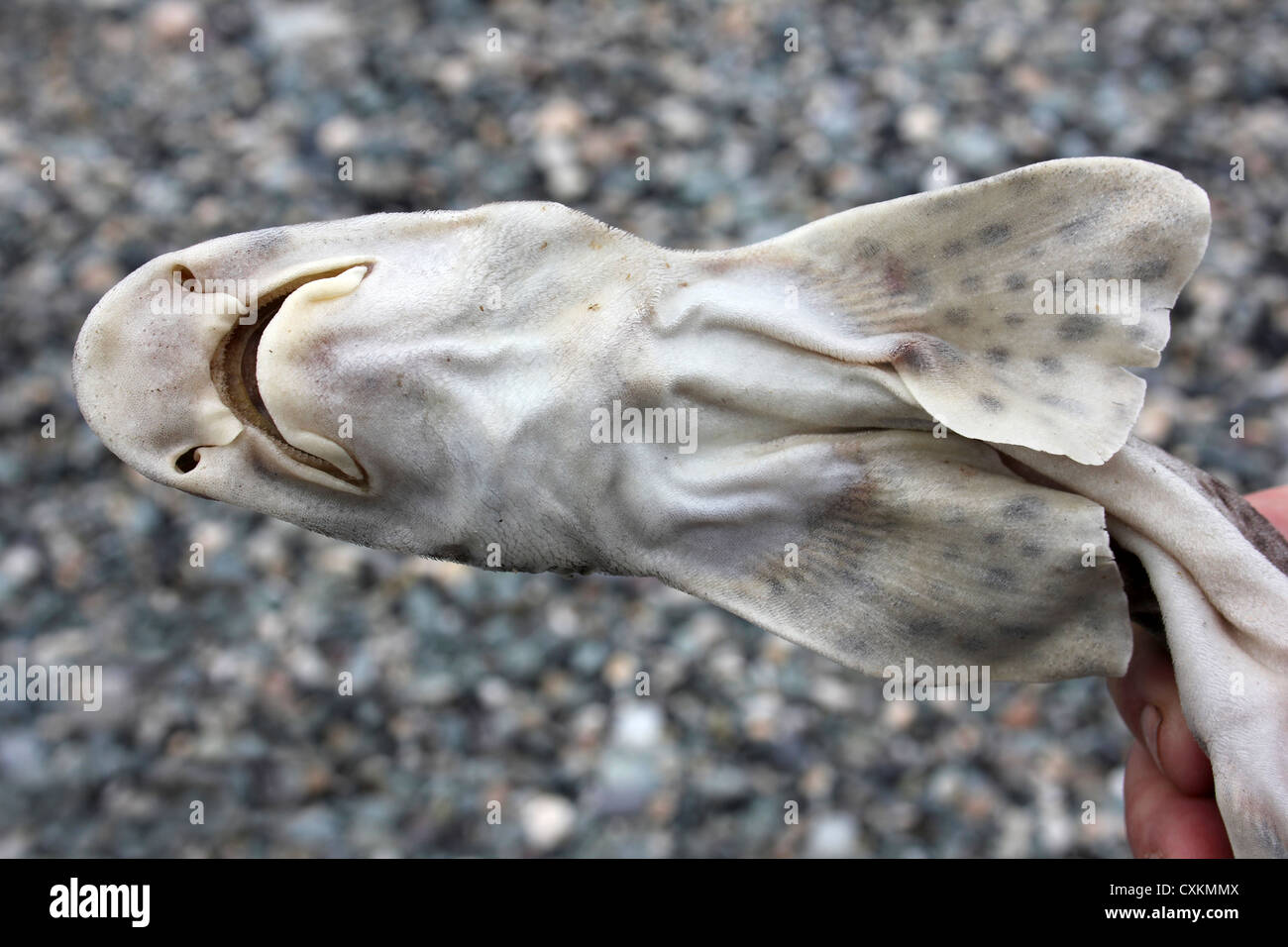 Unterseite des A tot Lesser Spotted Katzenhai Scyliorhinus Canicula gewaschen oben auf Cemlyn Bay, Anglesey Stockfoto