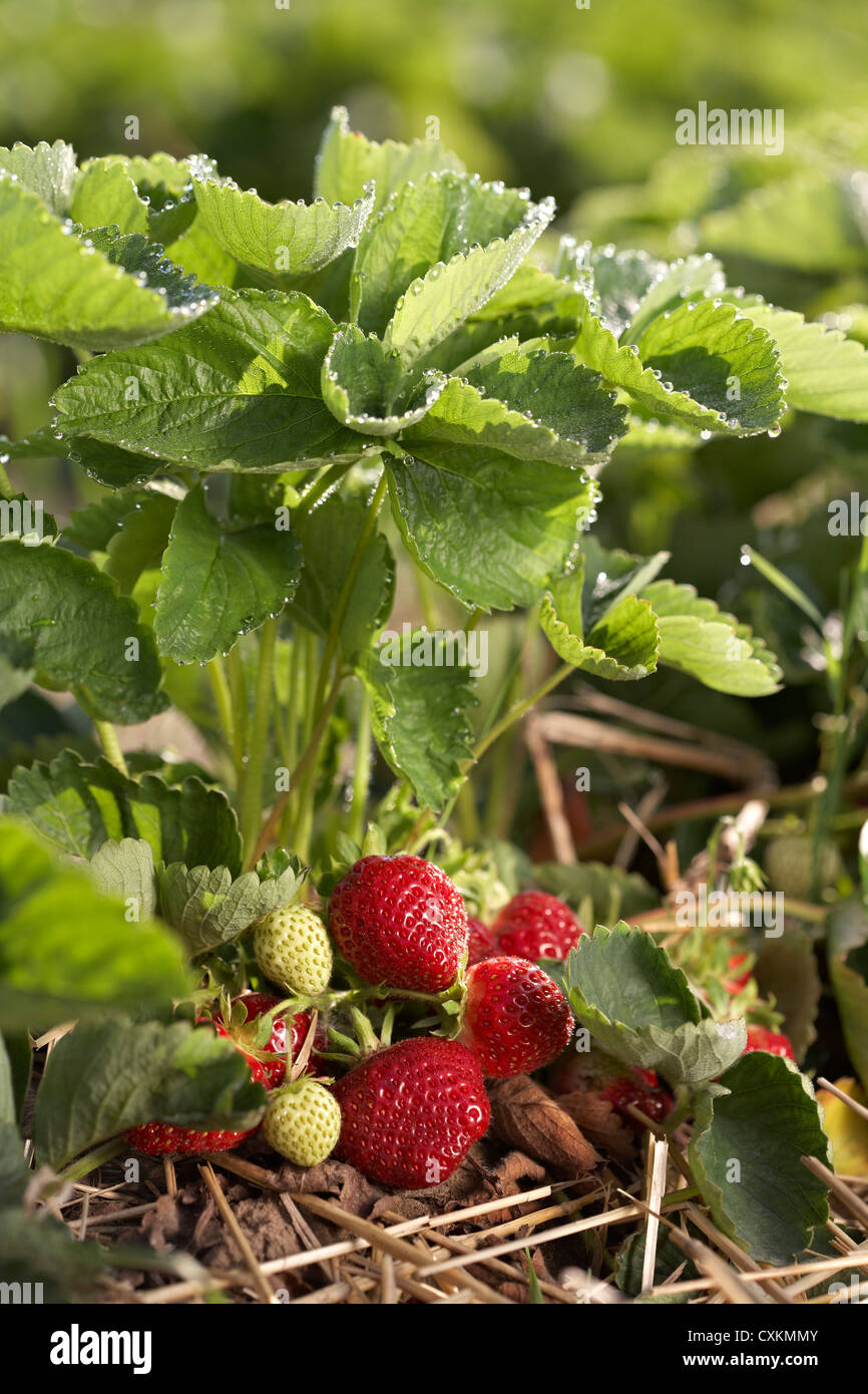 Reife Erdbeeren, DeVries Farm, Fenwick, Ontario, Kanada Stockfoto