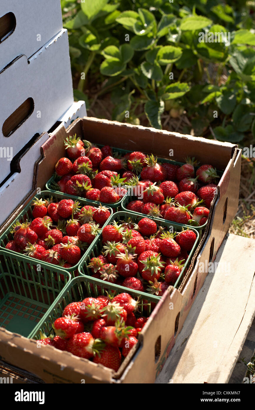 Geernteten Erdbeeren, DeVries Farm, Fenwick, Ontario, Kanada Stockfoto