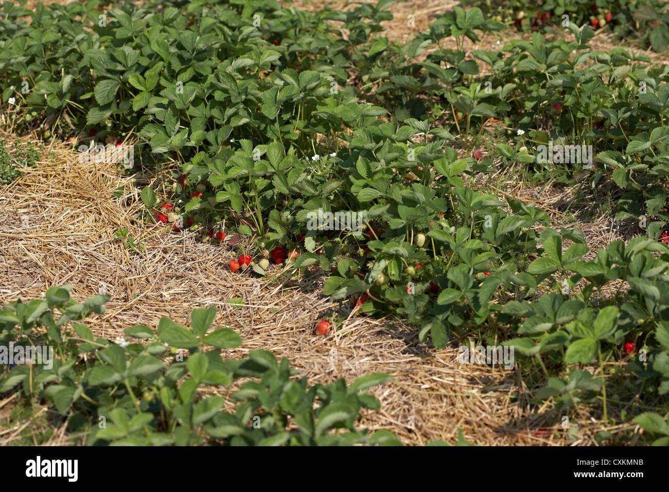 Reihen von Erdbeerpflanzen, DeVries Farm, Fenwick, Ontario, Kanada Stockfoto