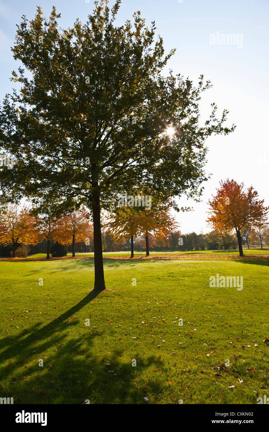 Golfplatz mit Bäumen im Herbst, Nordrhein-Westfalen, Deutschland Stockfoto