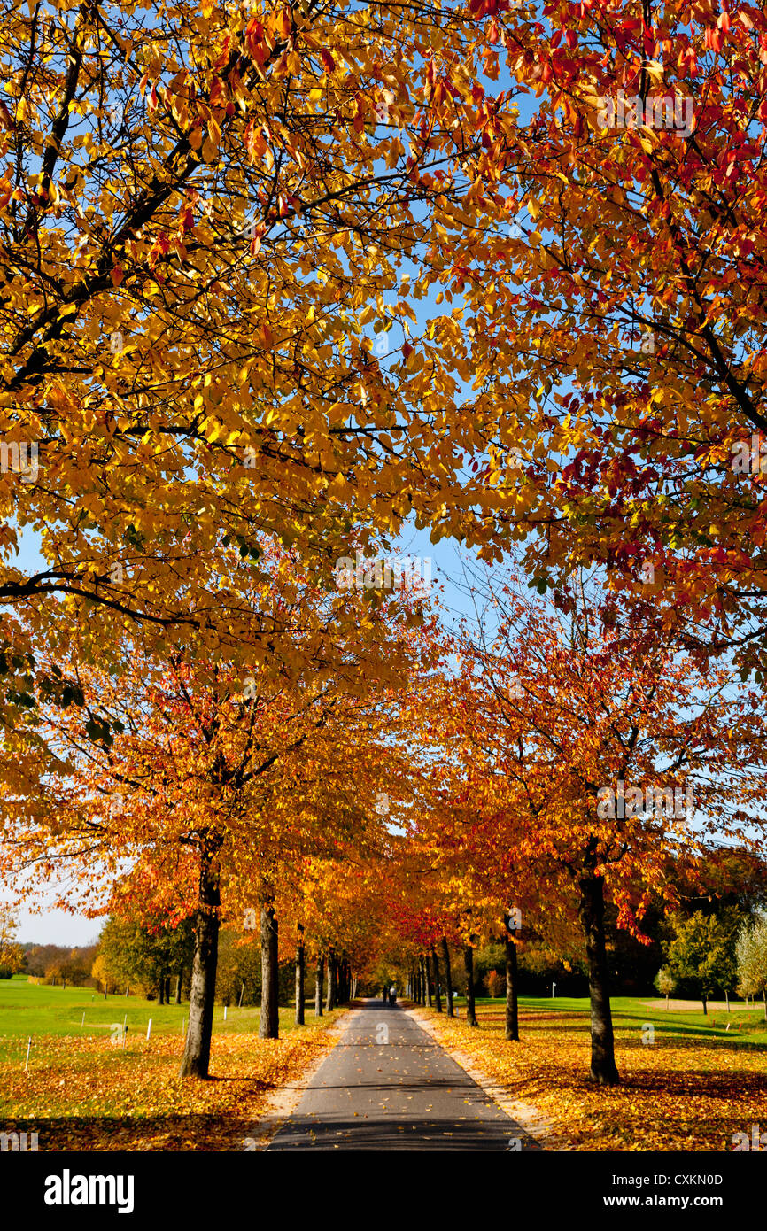 Golfplatz mit Bäumen im Herbst, Nordrhein-Westfalen, Deutschland Stockfoto