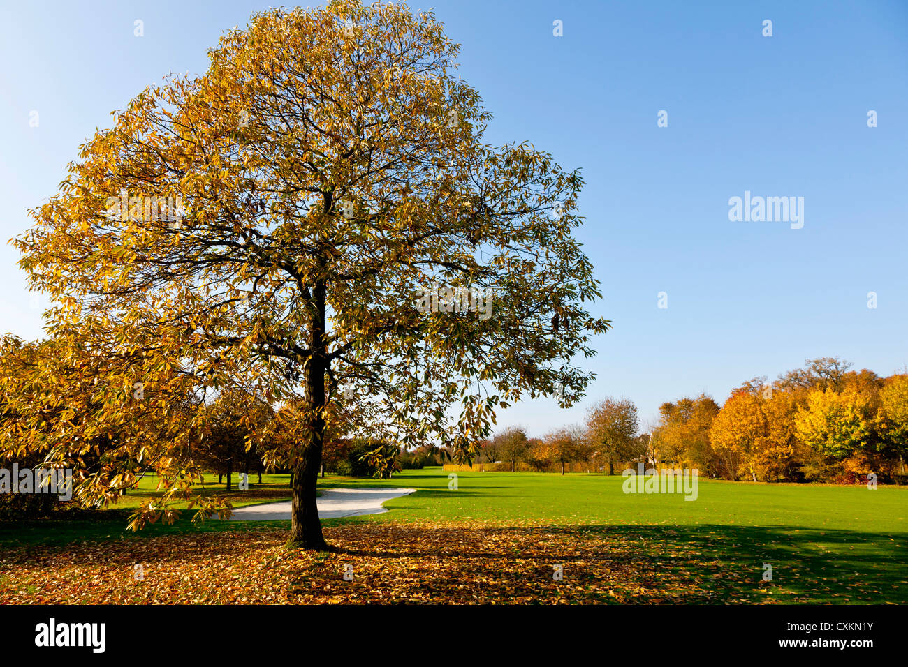 Golfplatz mit Bäumen im Herbst, Nordrhein-Westfalen, Deutschland Stockfoto