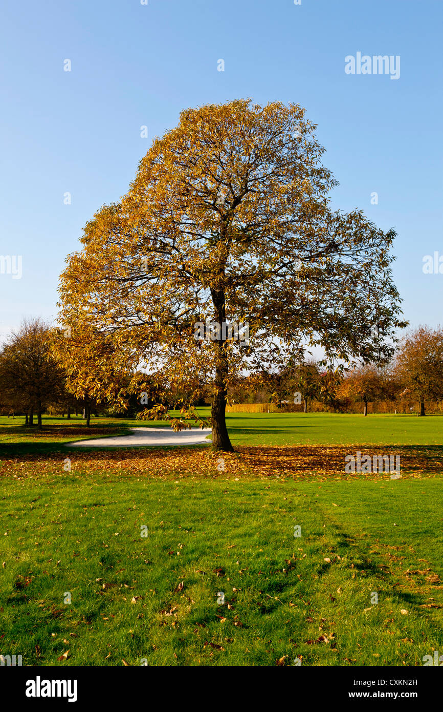 Golfplatz mit Bäumen im Herbst, Nordrhein-Westfalen, Deutschland Stockfoto