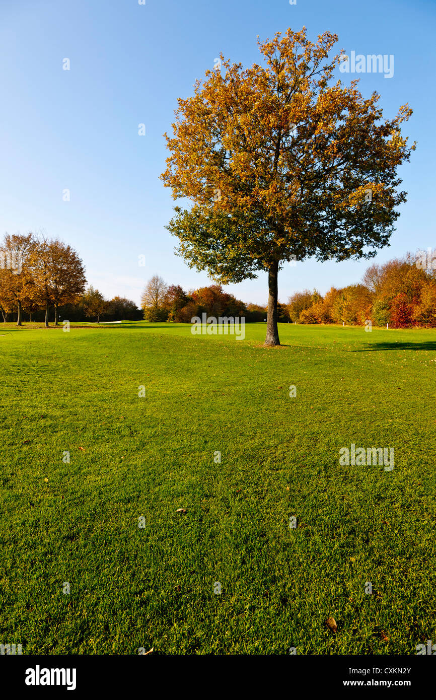 Golfplatz mit Bäumen im Herbst, Nordrhein-Westfalen, Deutschland Stockfoto