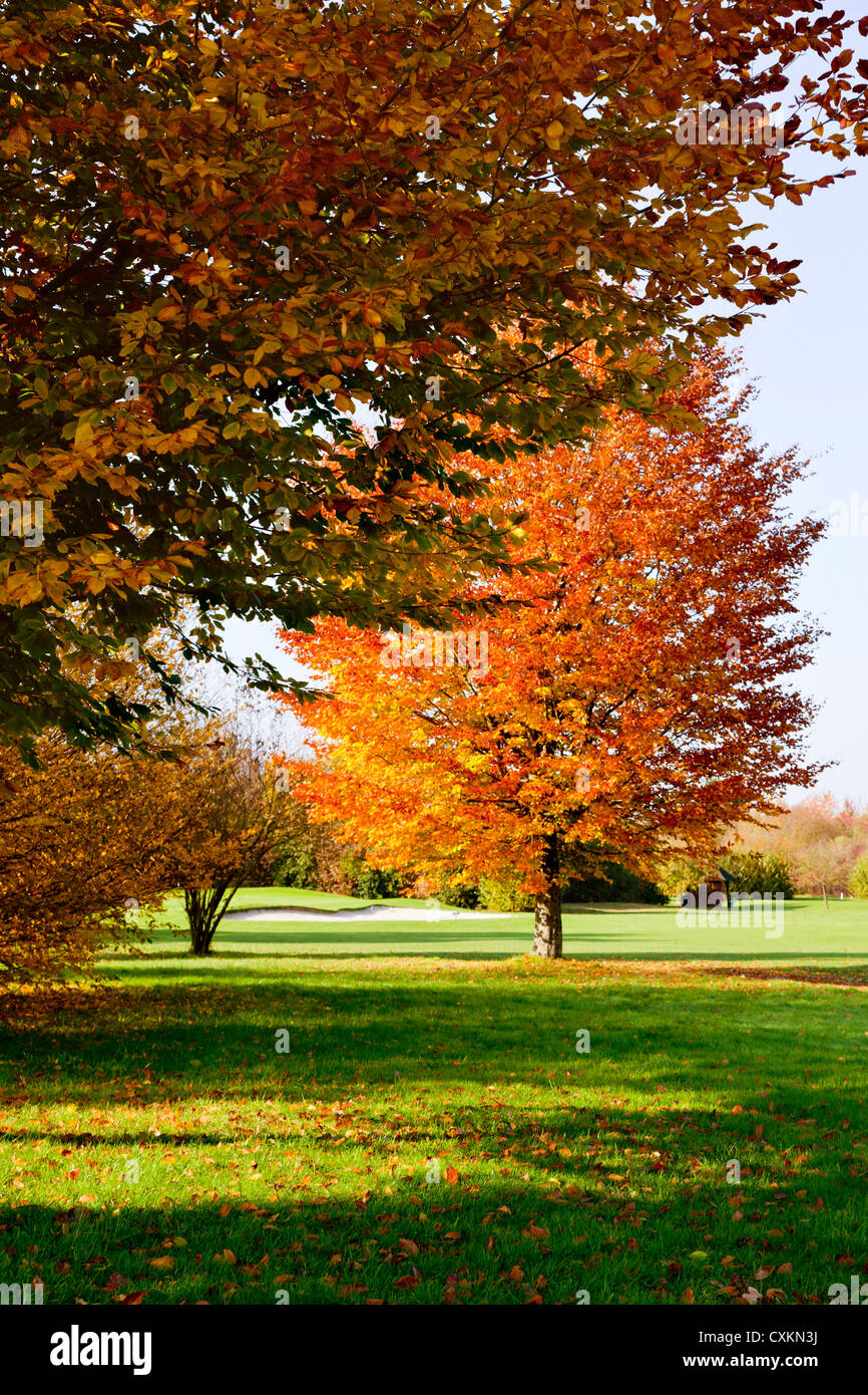 Golfplatz mit Bäumen im Herbst, Nordrhein-Westfalen, Deutschland Stockfoto