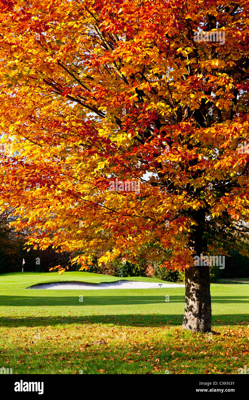 Golfplatz mit Bäumen im Herbst, Nordrhein-Westfalen, Deutschland Stockfoto