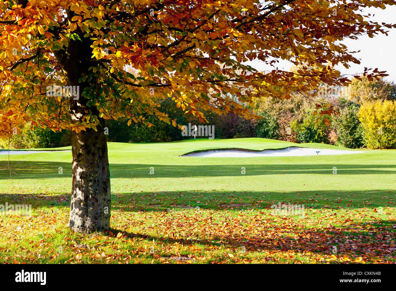 Golfplatz mit Bäumen im Herbst, Nordrhein-Westfalen, Deutschland Stockfoto