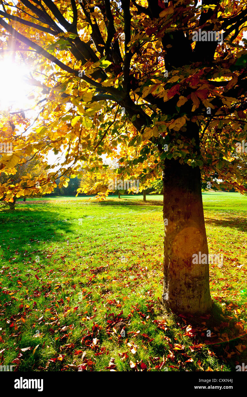 Golfplatz mit Bäumen im Herbst, Nordrhein-Westfalen, Deutschland Stockfoto