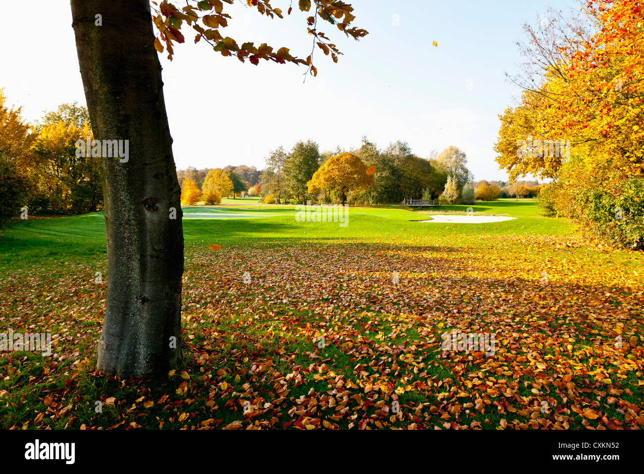 Golfplatz mit Bäumen im Herbst, Nordrhein-Westfalen, Deutschland Stockfoto