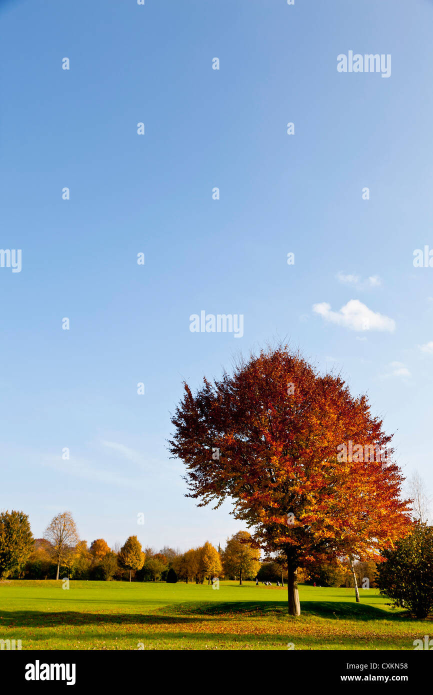 Golfplatz mit Bäumen im Herbst, Nordrhein-Westfalen, Deutschland Stockfoto