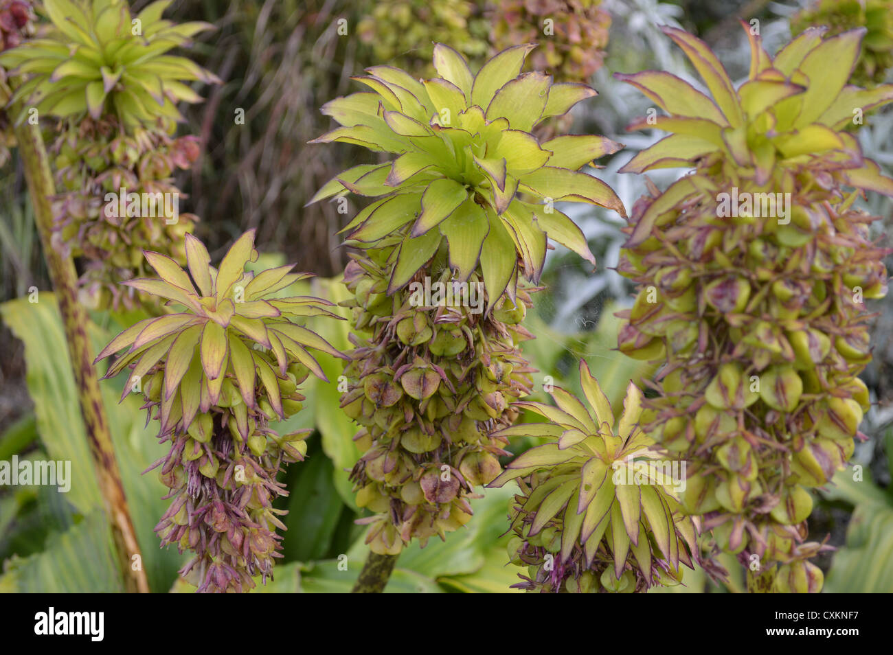 Eucomis oder Ananas Blume Stockfoto