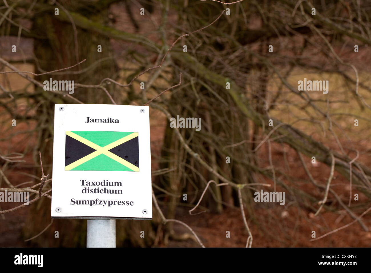 Zeichen mit der Nationalflagge und ein Baum der Staaten hat Deutschland diplomatische Beziehungen, Jamaika, kahle Zypresse, Köln, Stockfoto