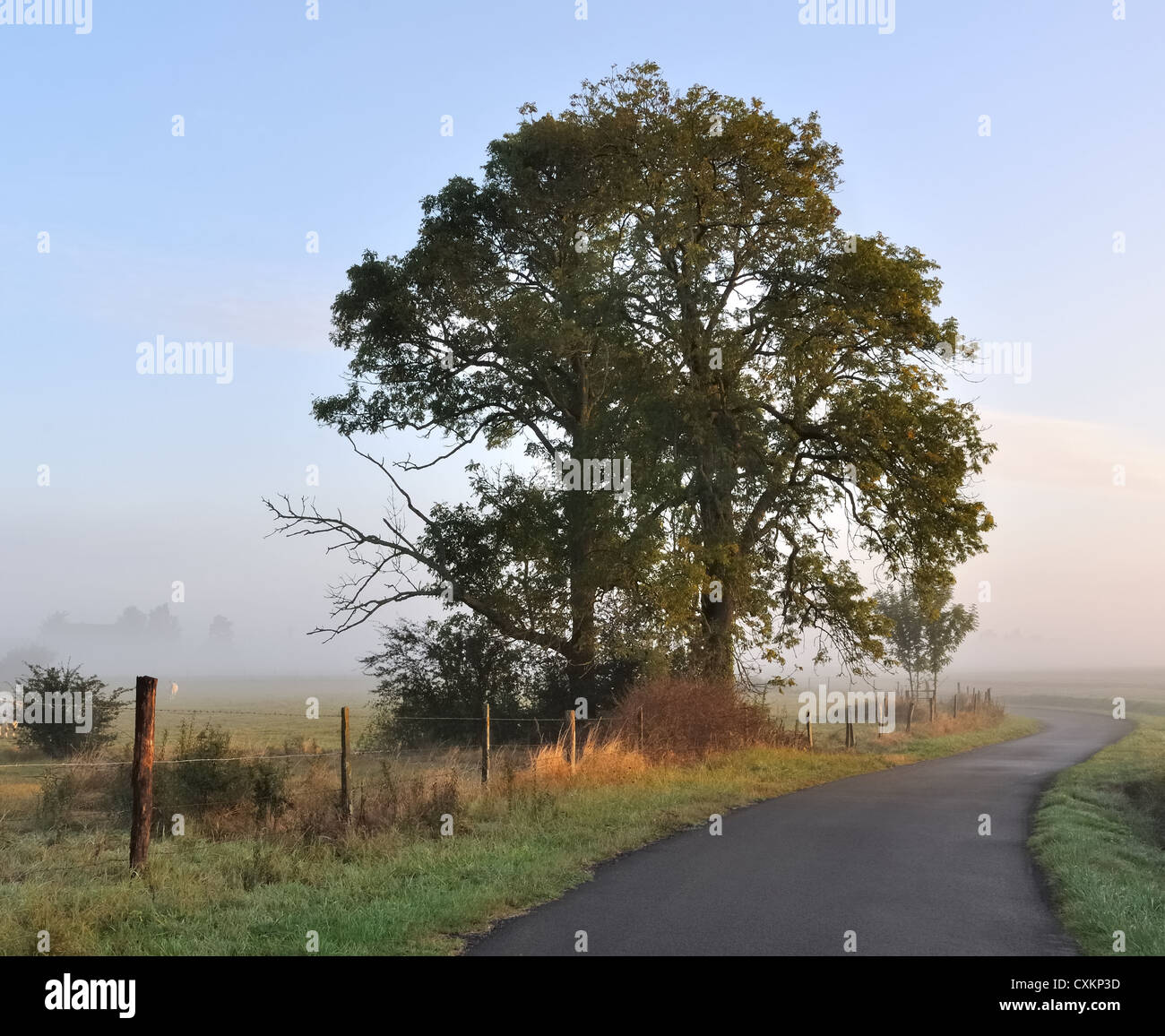 Feld, umzäunt von Stacheldraht mit der Silhouette eines schönen Baumes im Morgengrauen Stockfoto