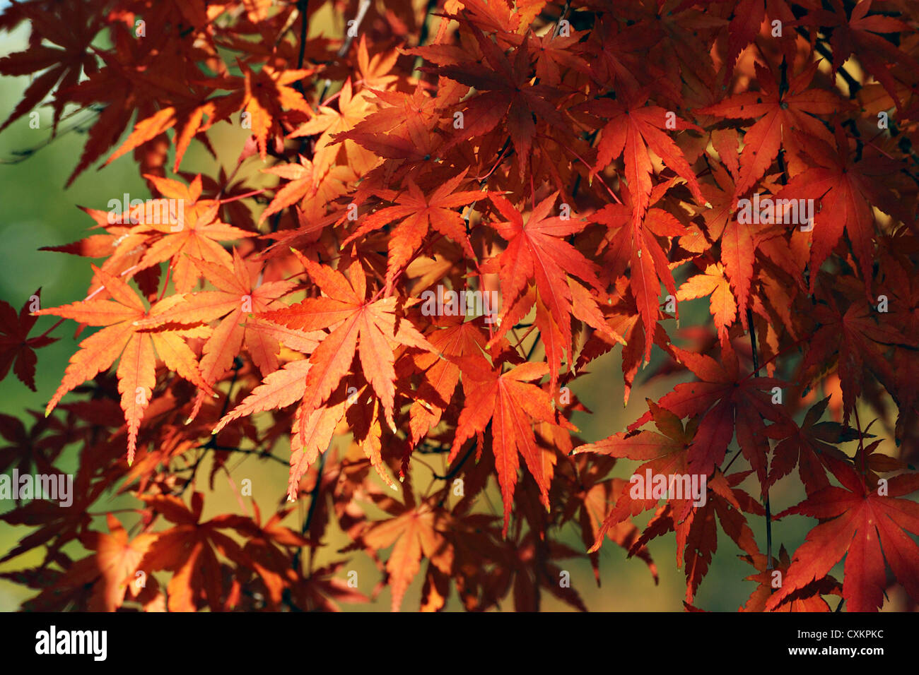 Japanischer Ahornbaum rote Blätter Hintergrund Stockfoto