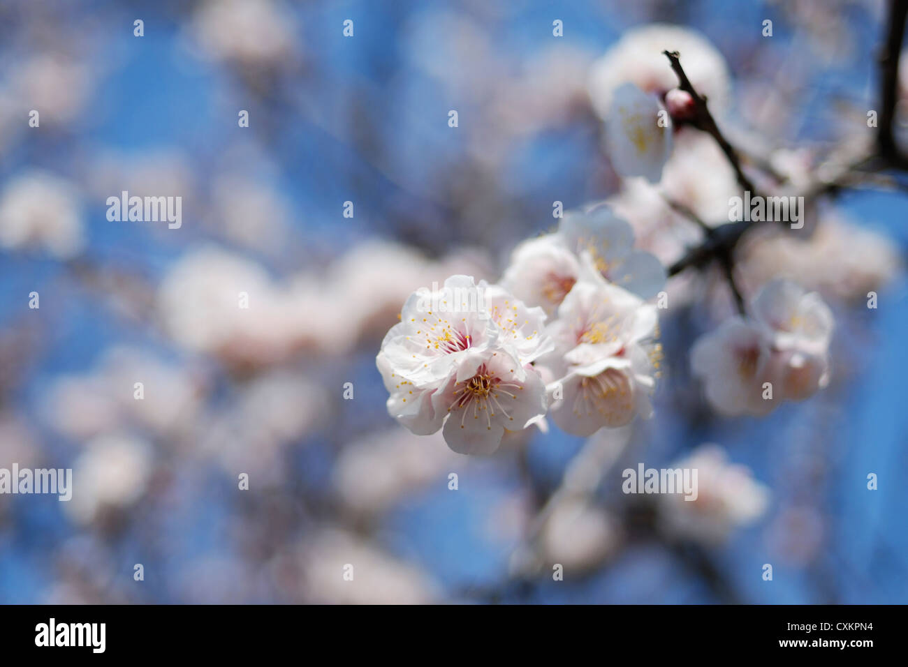 Nahaufnahme der Blüte japanische Kirsche Blume im Frühjahr; konzentrieren sich auf zentrale Blume Stockfoto