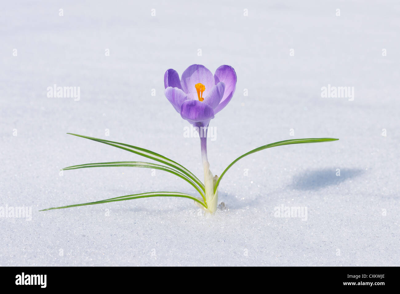 Frühlings-Krokus im Schnee, Franken, Bayern, Deutschland Stockfoto