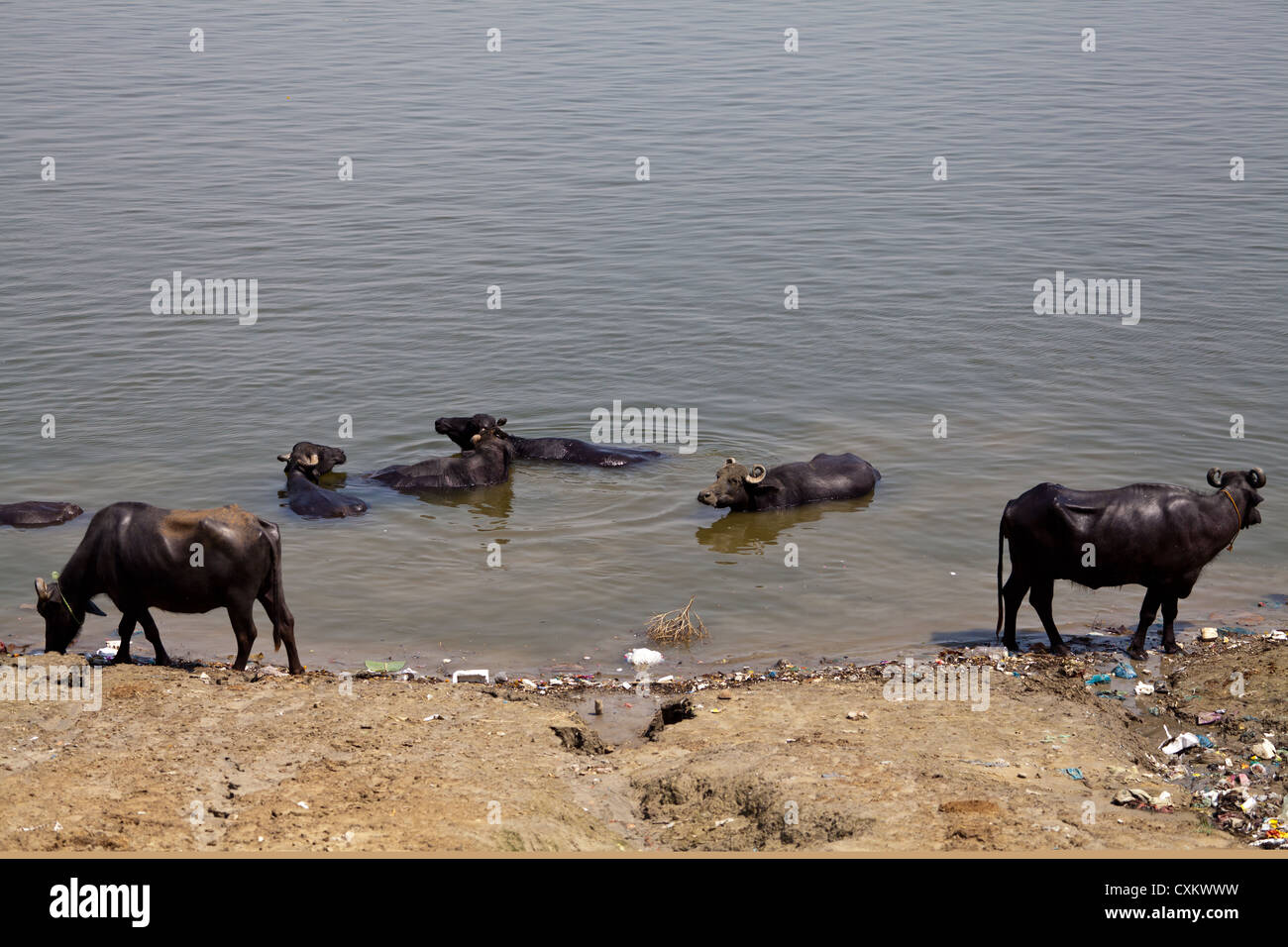 Baden Wasserbüffel in den Fluss Ganges in Varanasi in Indien Stockfoto