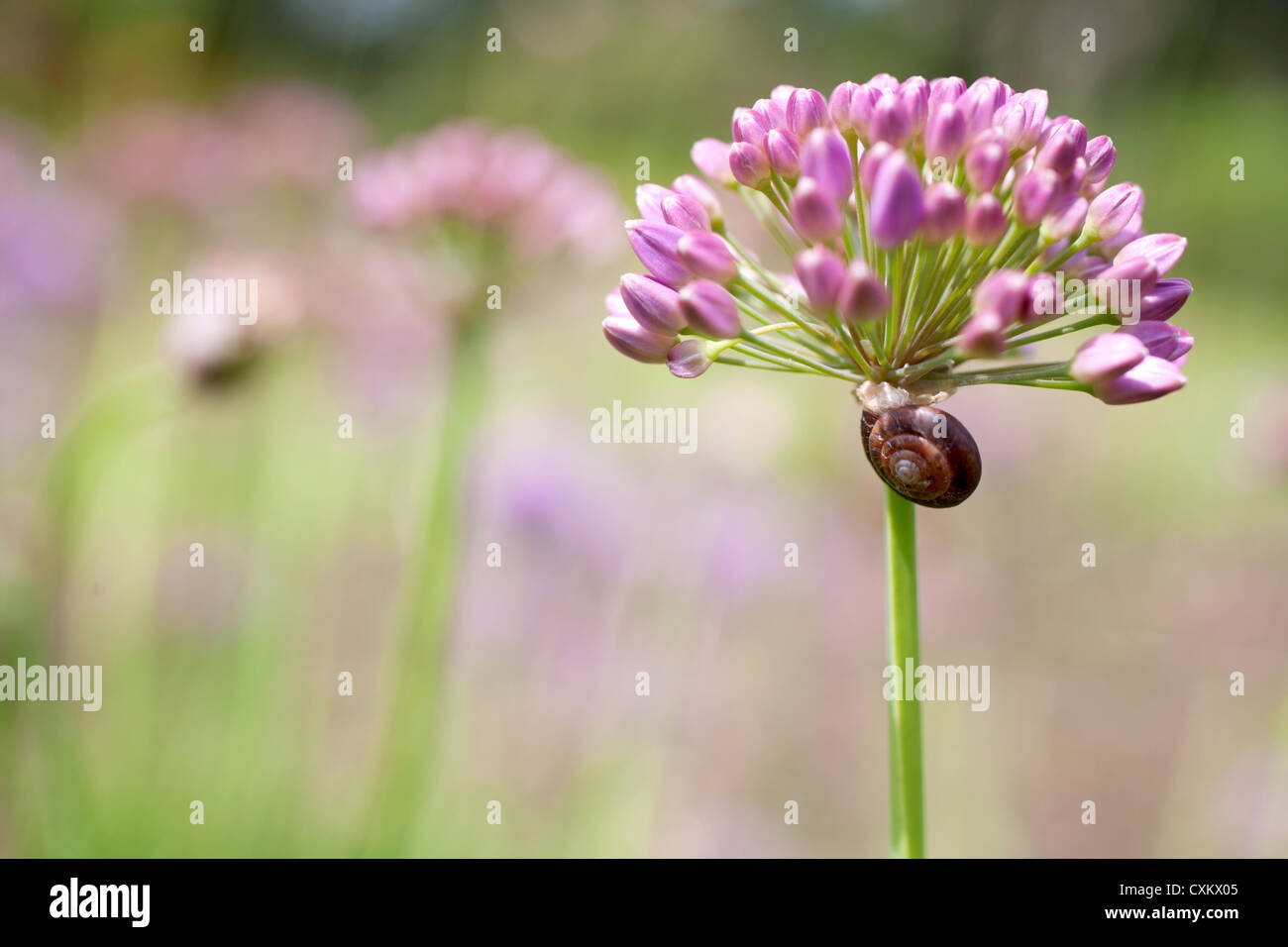Schnecke auf Allium Blume Stockfoto