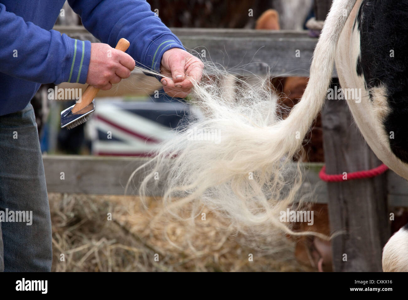 Ein Bauer bereitet Vieh bei einer Landwirtschaftsausstellung. Stockfoto