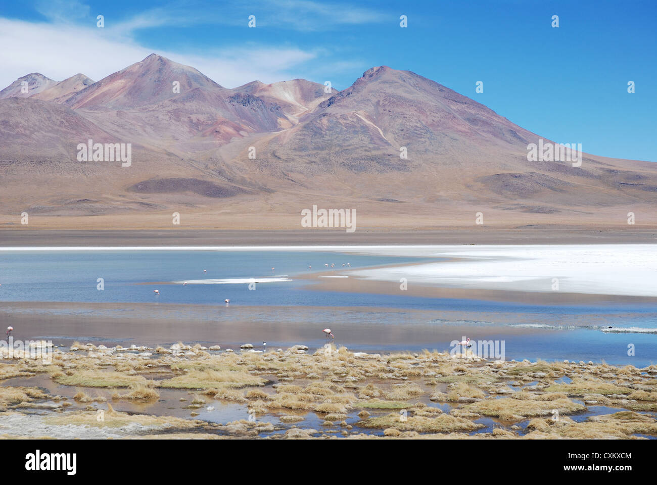 Laguna Hedionda, Süd Lipez Stockfoto