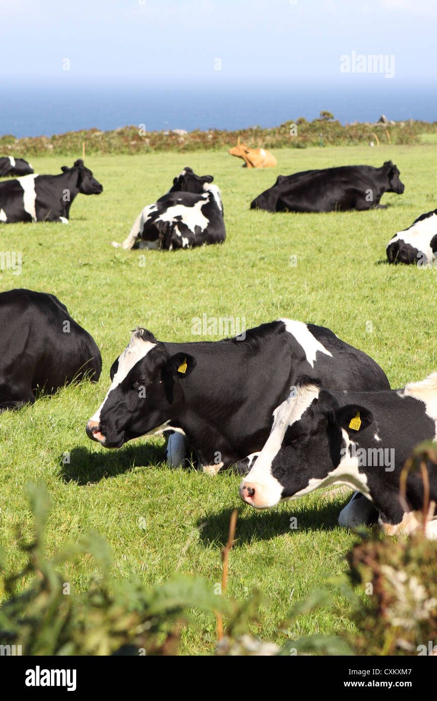Kühe kauen Wiederkäuen auf einem Milchviehbetrieb in Cornwall, England Stockfoto