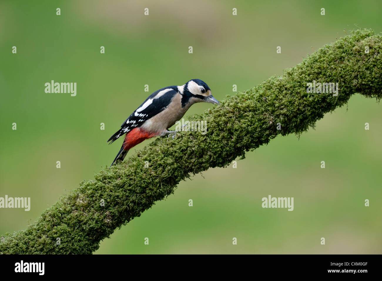 Buntspecht (Dendrocopos major) Stockfoto