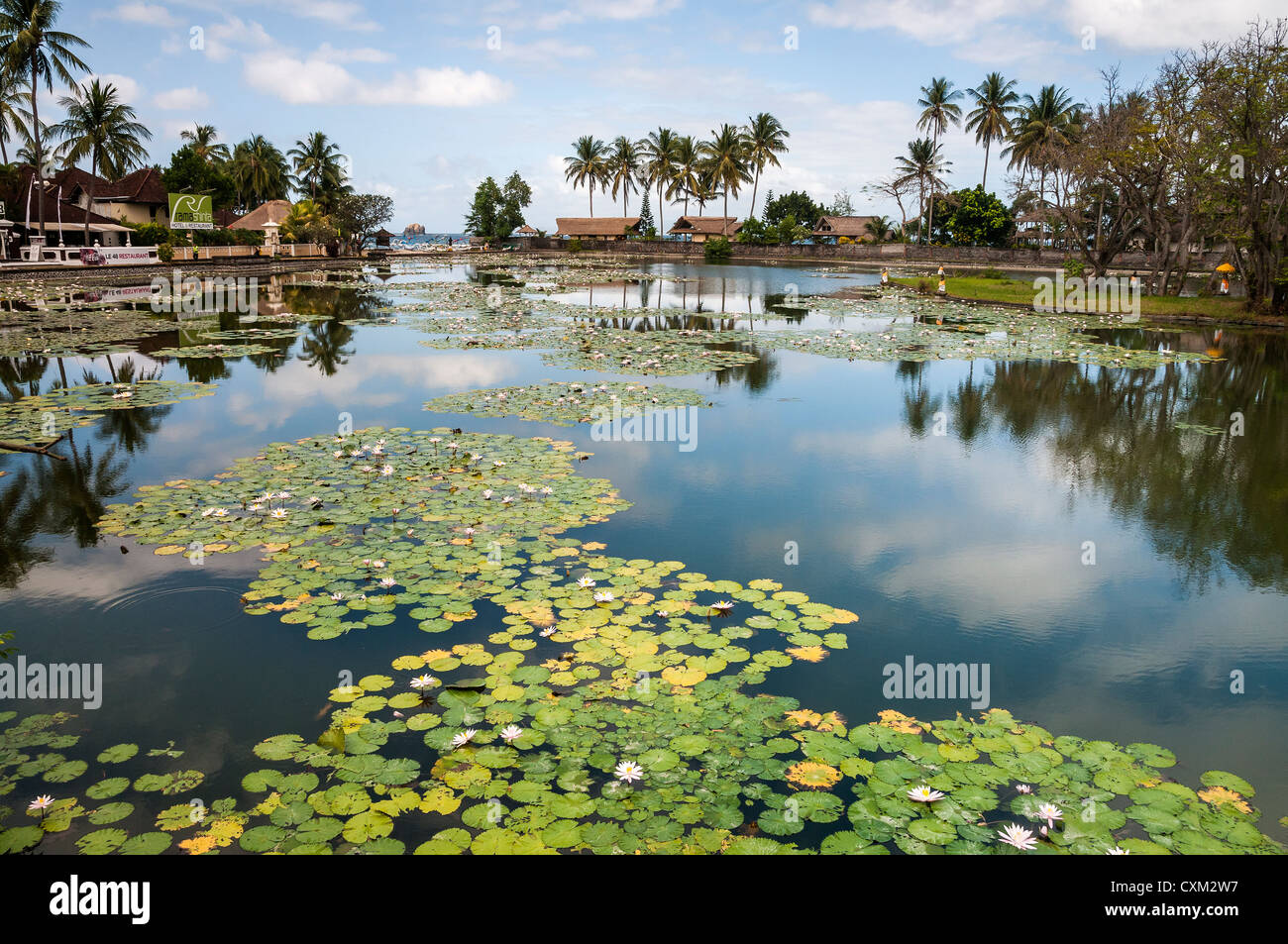 Lotus-Seerosen wachsen in der Lagune in Candi Dasa, Ost-Bali, Indonesien. Stockfoto