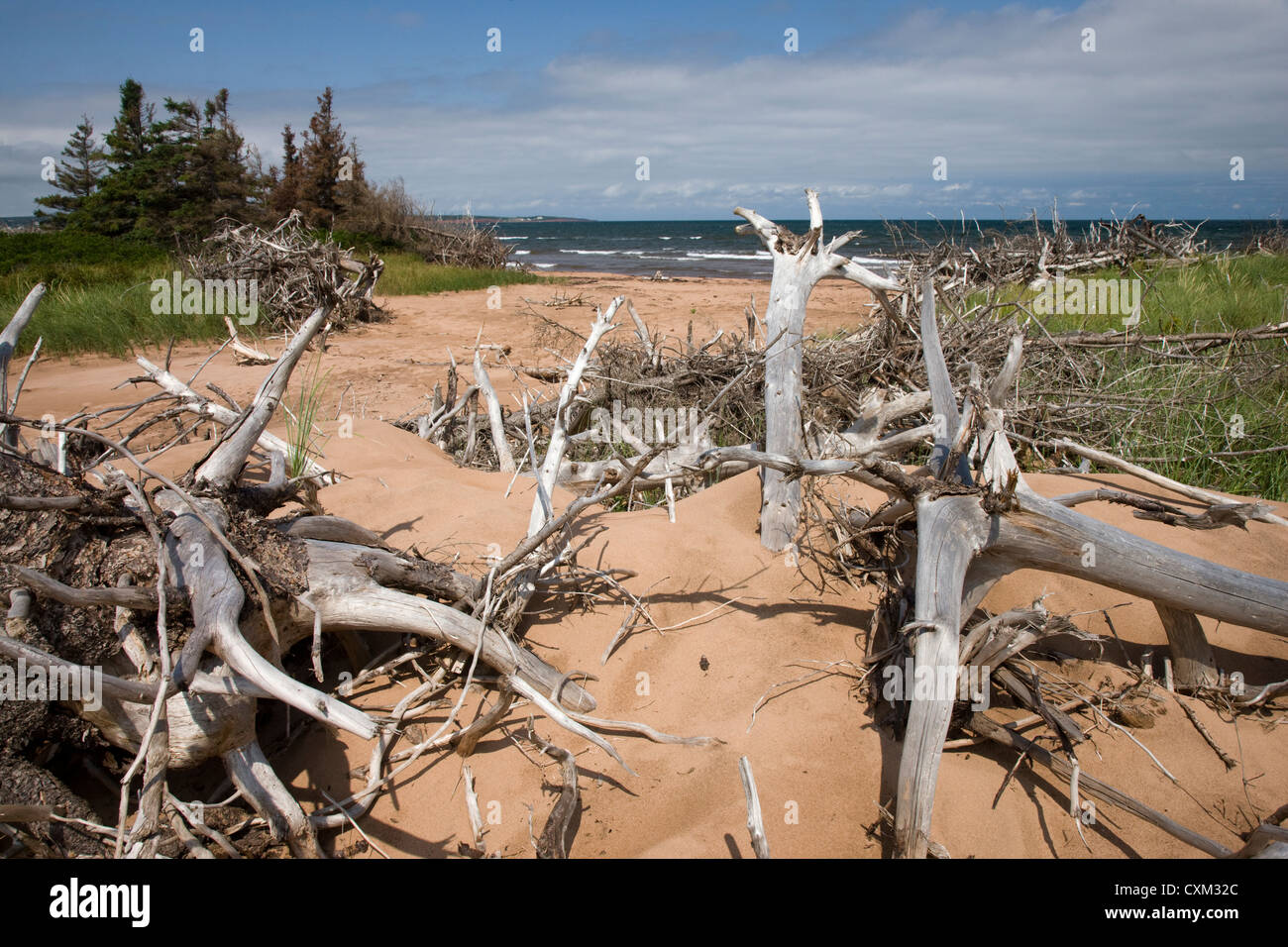 Treibholz-Bäume am Strand am westlichen Ende von Prince Edward Island National Park Stockfoto