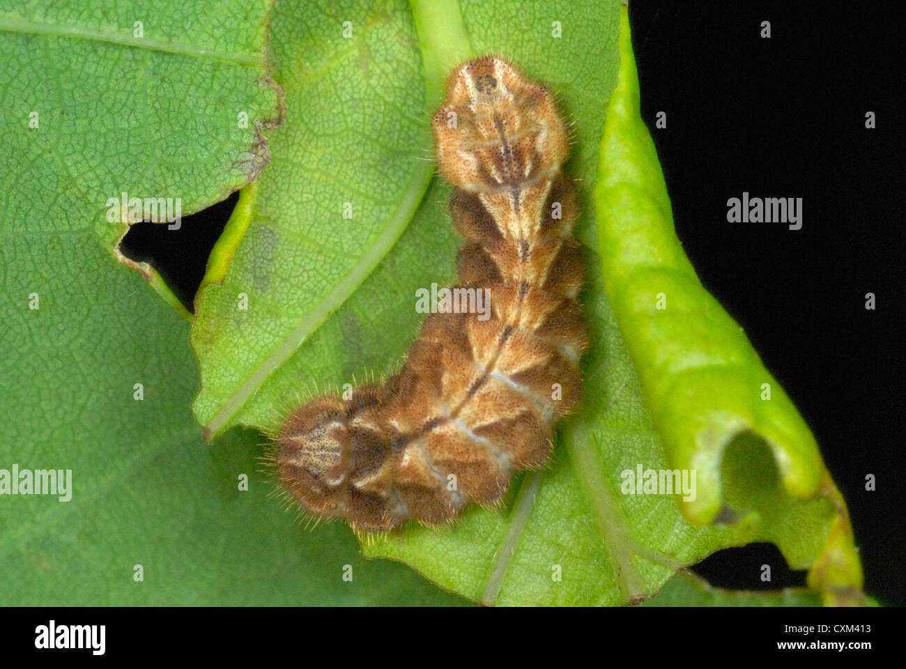 Lila Zipfelfalter Raupe (Neozephyrus Quercus) auf einem Eichenblatt Stockfoto