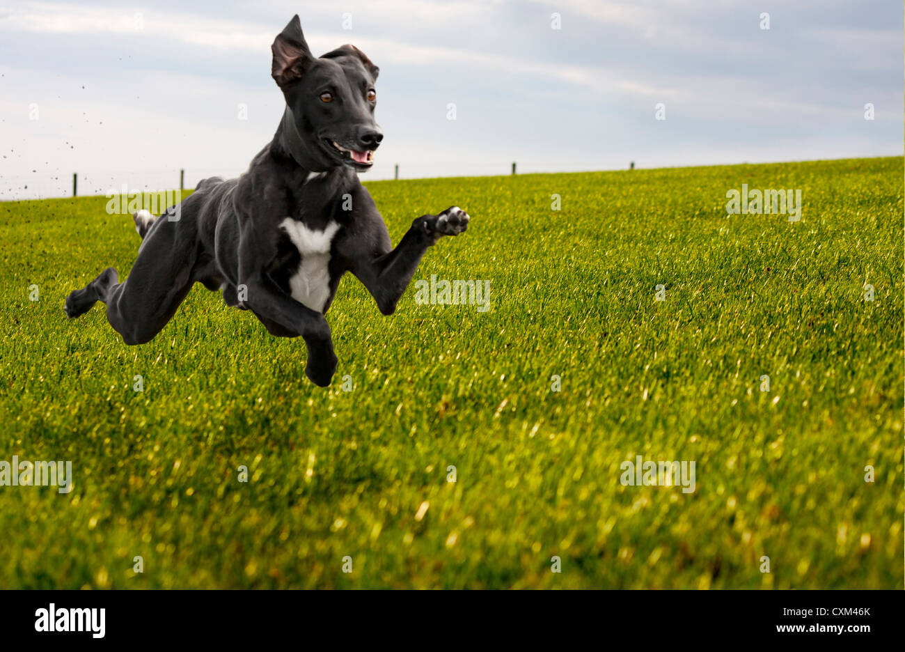 Hund läuft in einer Wiese mit allen vier Pfoten weg vom Boden, ist der Hund ein Lurcher (Kreuzung zwischen einem Windhund und einem Whippet). Stockfoto