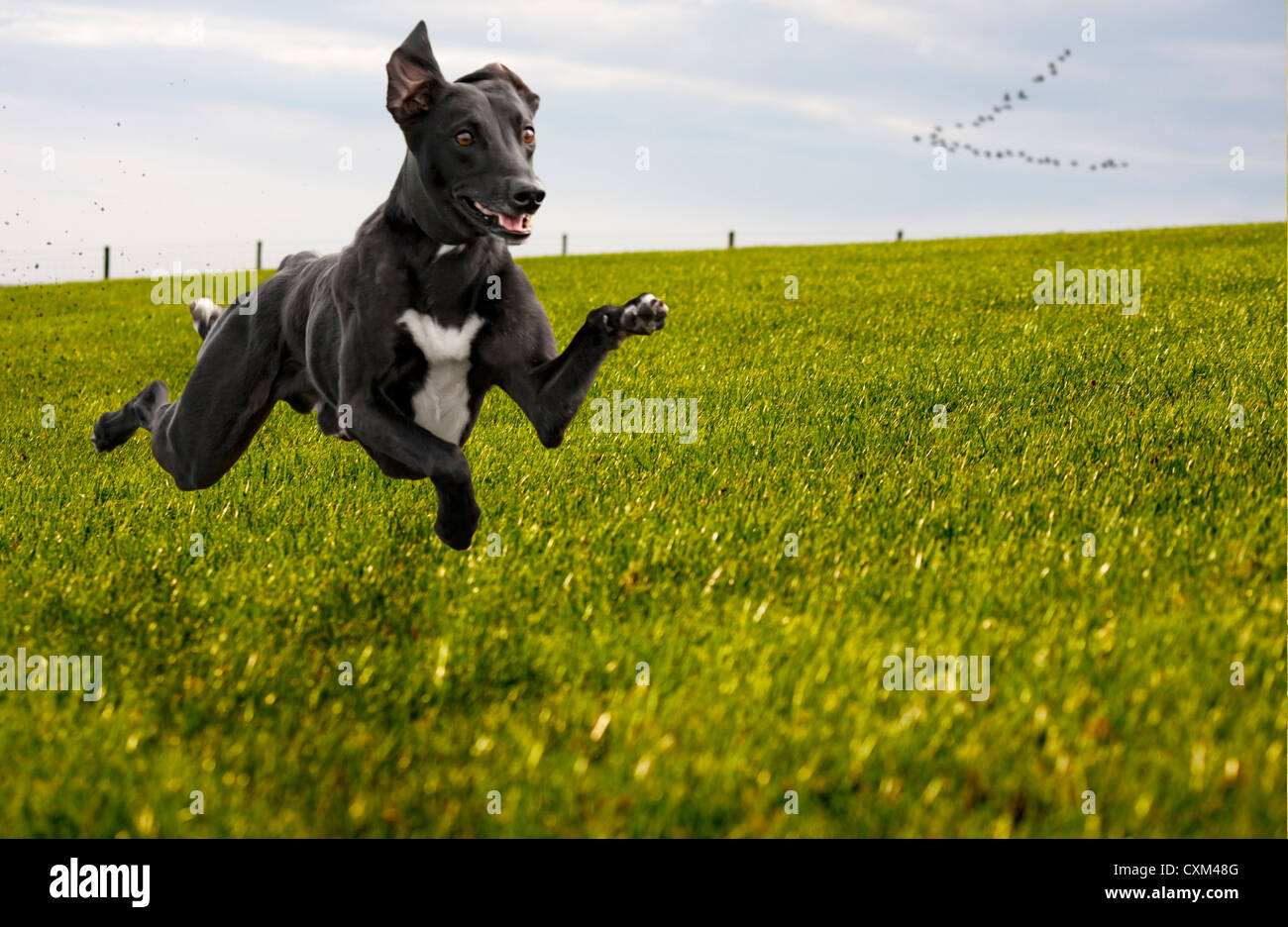 Hund läuft in einer Wiese mit allen vier Pfoten weg vom Boden, ist der ...