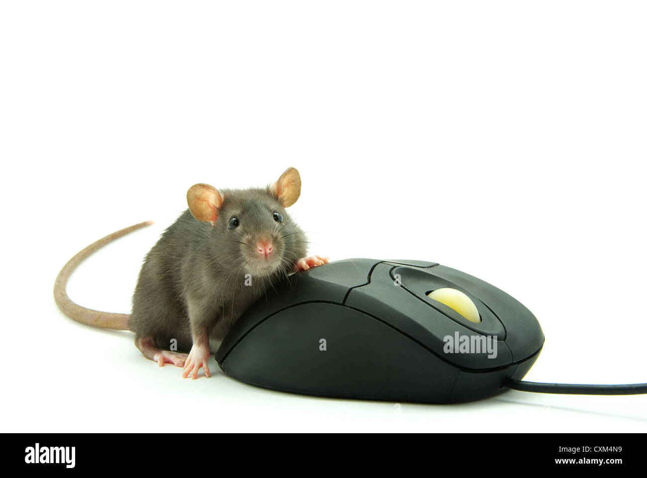 Ratte und eine Computer-Maus auf weißem Hintergrund Stockfoto