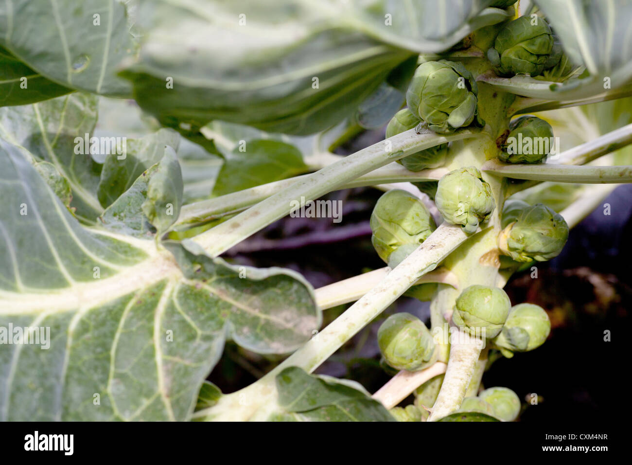 Rosenkohl auf der pflanze -Fotos und -Bildmaterial in hoher Auflösung ...