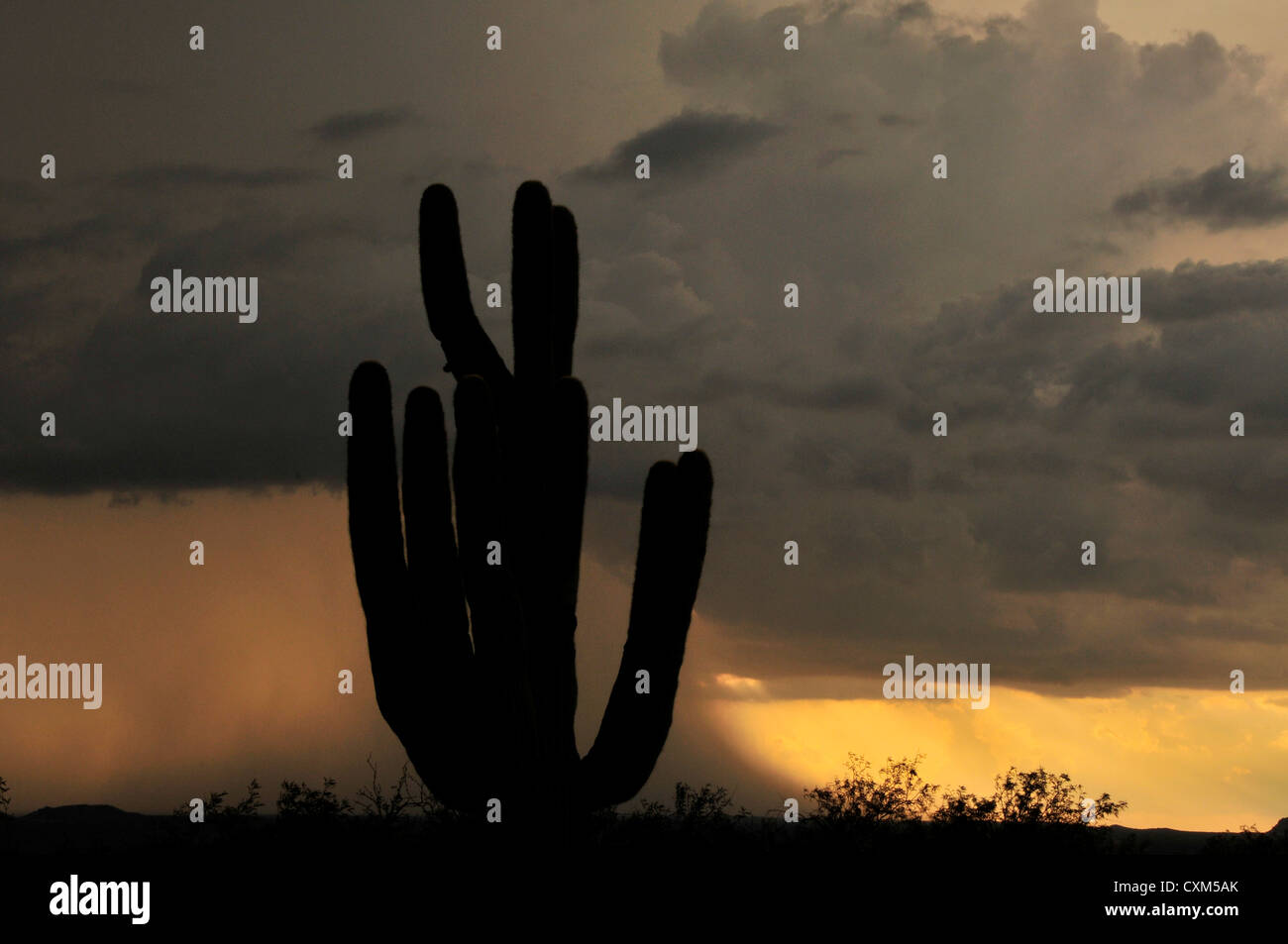 Einen Sonnenuntergang während einer Dusche Monsun ist von Sahuarita, Arizona, USA, in der Sonora Wüste gesehen. Stockfoto