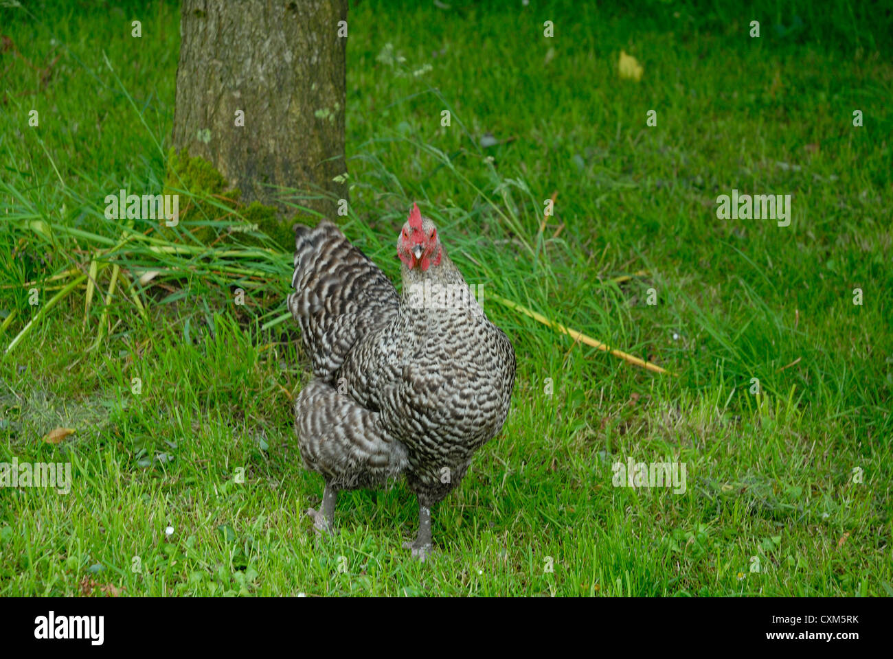 Maran-Huhn auf der Weide grasen Stockfoto