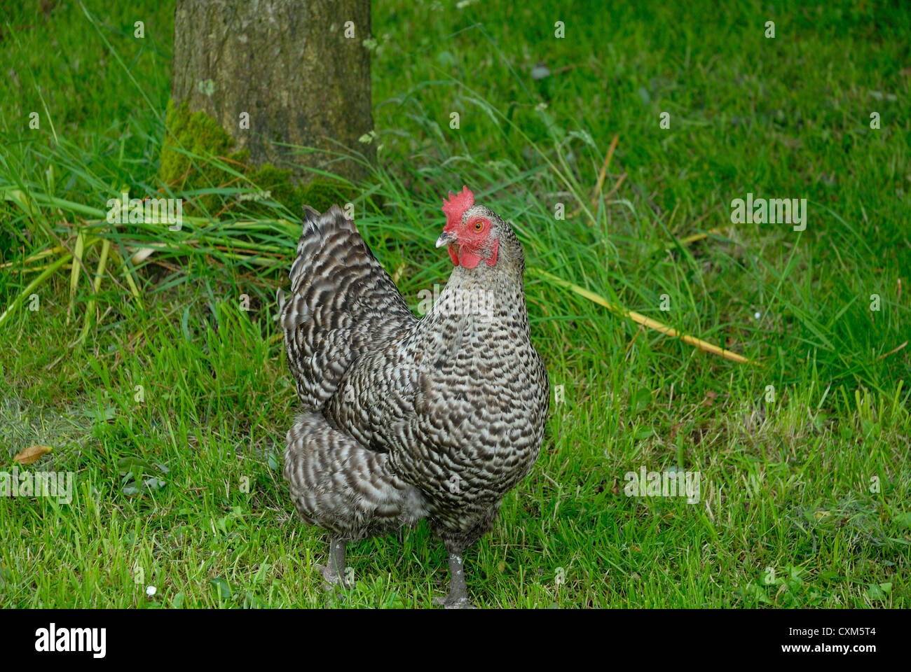 Maran-Huhn auf der Weide grasen Stockfoto