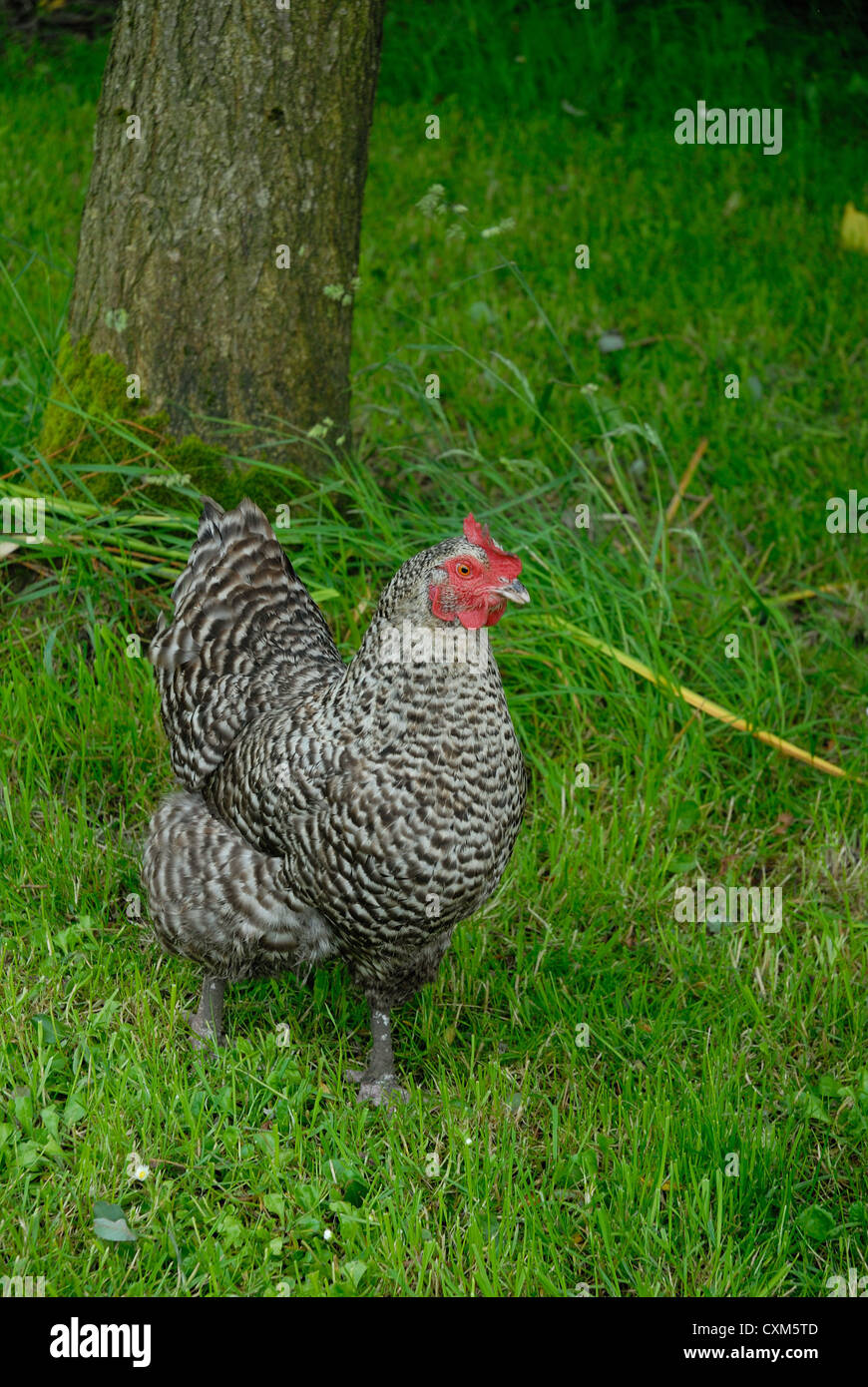 Freiland Maran Henne Stockfotos Und -bilder Kaufen - Seite 2 - Alamy