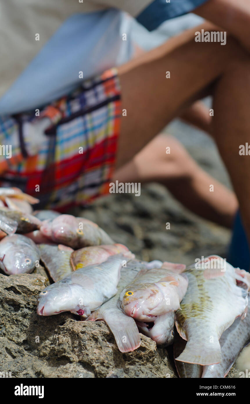 Frischer Fisch nur wenige nach in Kanarischen Insel Isla de Lobos Fuertenventura gefischt worden Stockfoto