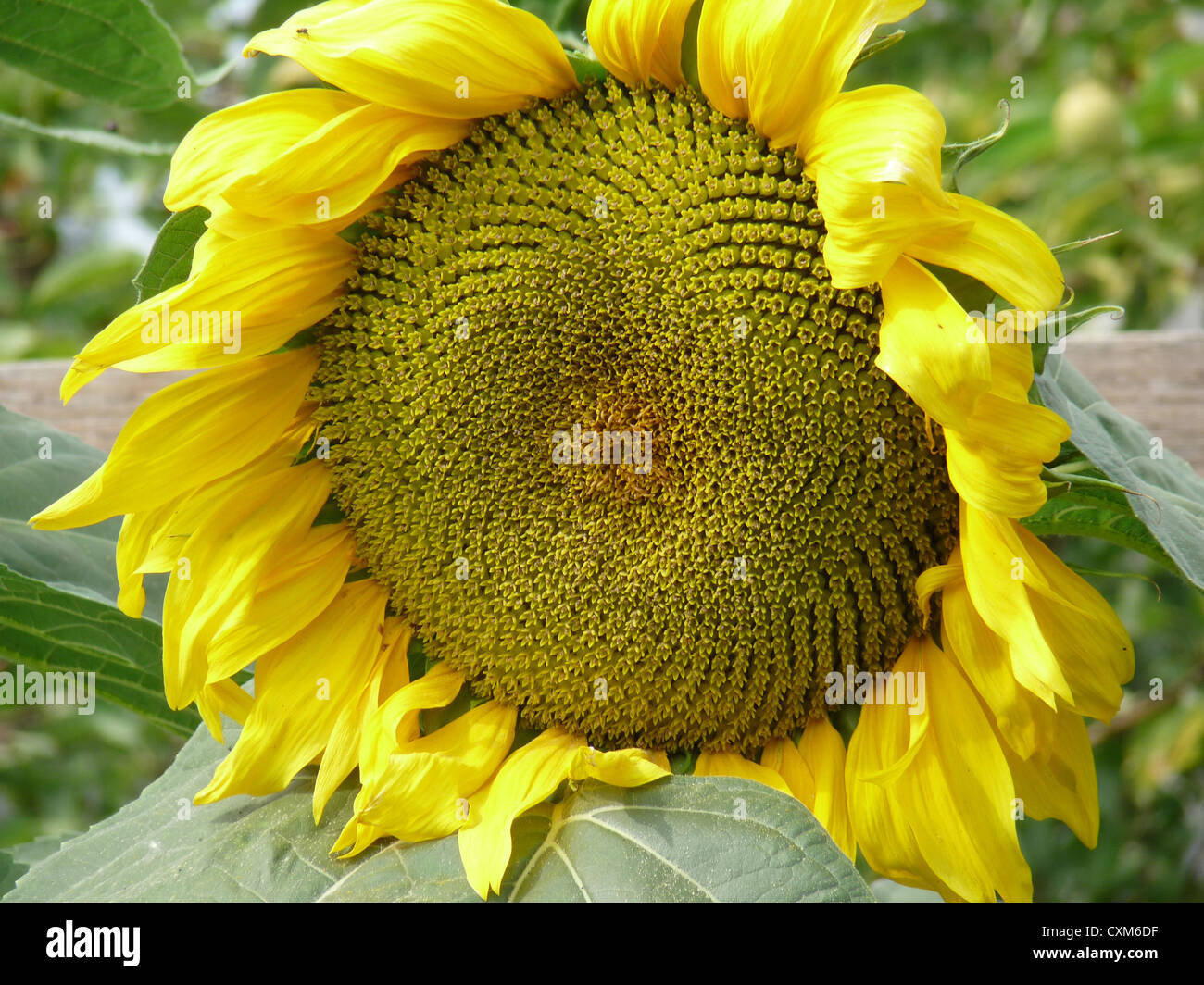 Sonnenblume, Blume, Natur, gelb, Sonnenblume, Sommer, Blütenblätter, Nektar, Sonnenblumenkerne Stockfoto